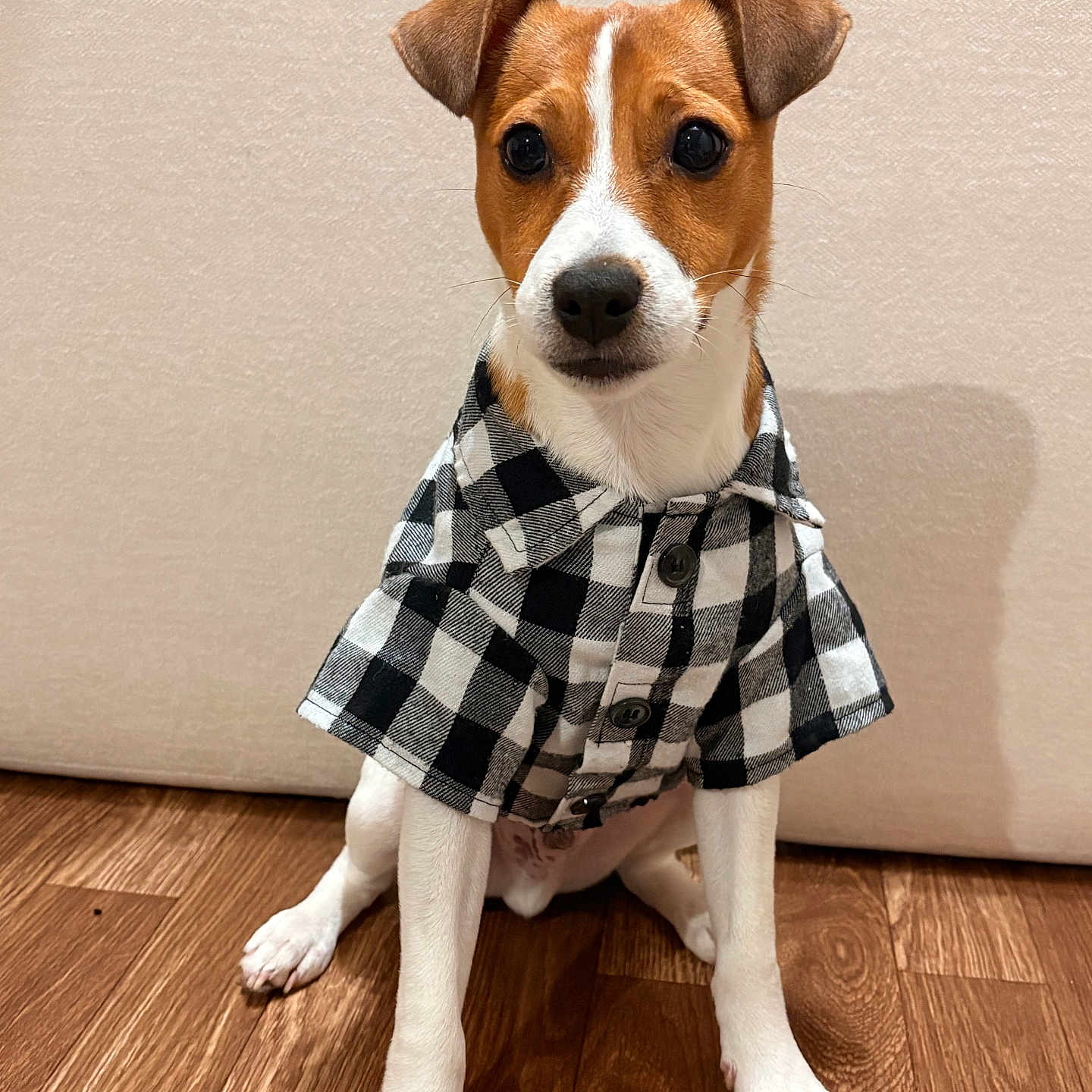 Nico is registered to the contest to win money with this photo: animal, attentive, black_and_white_shirt, brown_and_white_dog, buttoned_shirt, canine, checkered_shirt, companion, cute, dog, domestic_animal, ears, fur, indoor, pet, portrait, puppy, sitting, small_dog, wooden_floor