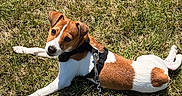 Nico is registered to the contest to win money with this photo: animal, brown, canine, cute, dog, grass, harness, jack_russell_terrier, leash, looking_up, lying_down, nature, outdoor, pet, playful, small_dog, summer, sunlight, white, young_dog