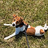 animal, brown, canine, cute, dog, grass, harness, jack_russell_terrier, leash, looking_up, lying_down, nature, outdoor, pet, playful, small_dog, summer, sunlight, white, young_dog