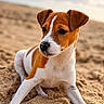 Nico is registered to the contest to win money with this photo: animal, beach, brown, canine, closeup, curious, cute, dog, fur, nature, outdoor, pet, playful, portrait, puppy, sand, small, sunlight, white, young