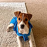 Nico is registered to the contest to win money with this photo: adorable, animal, attentive, blue_clothing, brown_and_white, carpet, cute, dog, ears, floor, indoor, looking_at_camera, lying_down, pet, pet_outfit, puppy, small_dog, texture, white_paws, young_dog