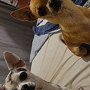 Simba a rejoint le concours — aidez-le/la à gagner de superbes lots ! animal, bed, blanket, canine, companion, curious, cute, dog, domestic, ears, eyes, fur, household, indoor, mammal, pet, pillow, portrait, resting, two_animals