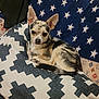 Simba a rejoint le concours — aidez-le/la à gagner de superbes lots ! dog, chihuahua, small_dog, merle_coat, lying_down, pillow, blanket, indoor, pet, cute, resting, cozy, patterned_fabric, ears_up, alert, animal, companion, domestic_animal, fur, relaxed