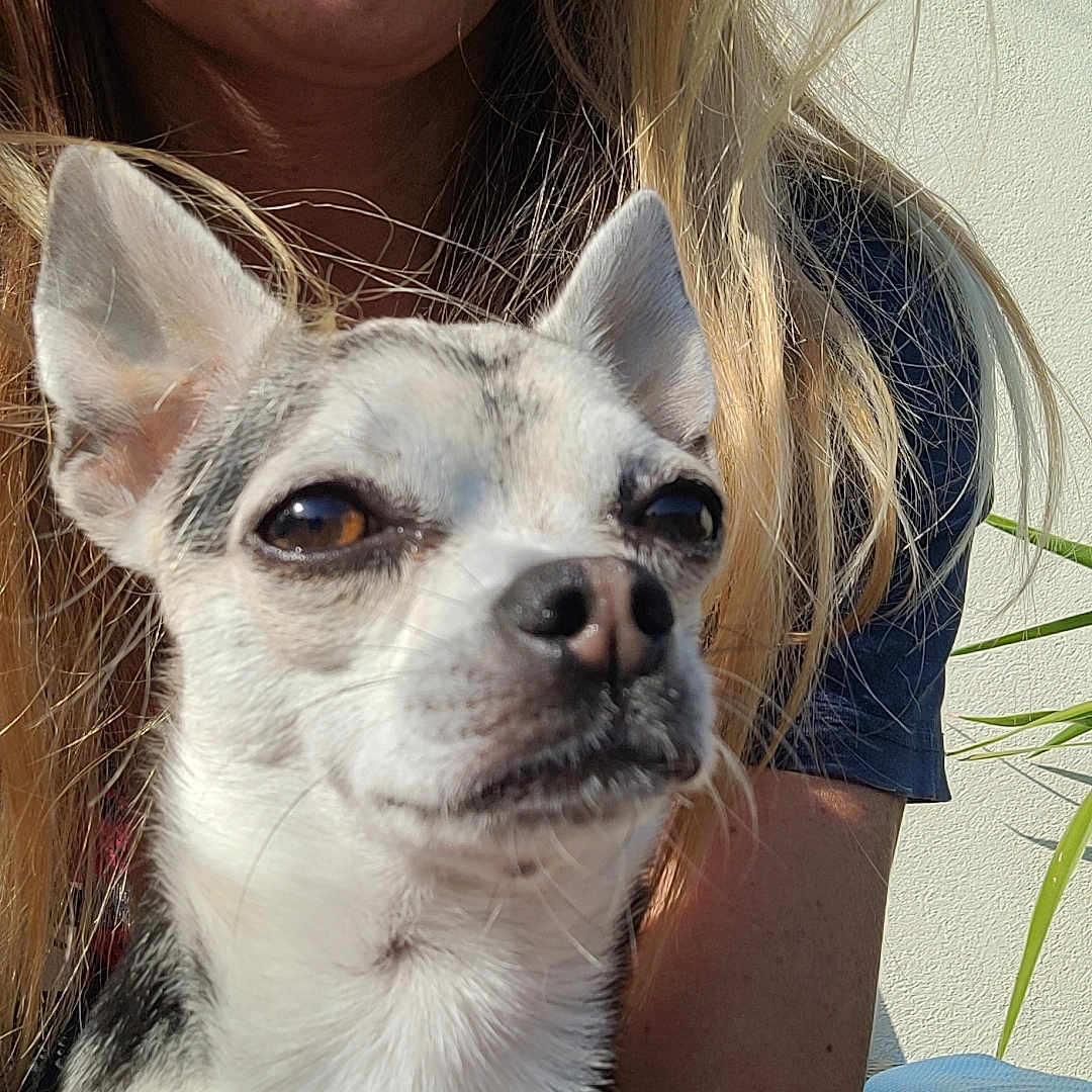 Simba a rejoint le concours — aidez-le/la à gagner de superbes lots ! animal, blonde_hair, casual, close_up, companion, cute, dog, domestic_animal, face, friendly, happy, human, looking_away, outdoor, person, pet, portrait, relaxed, small_dog, sunlight