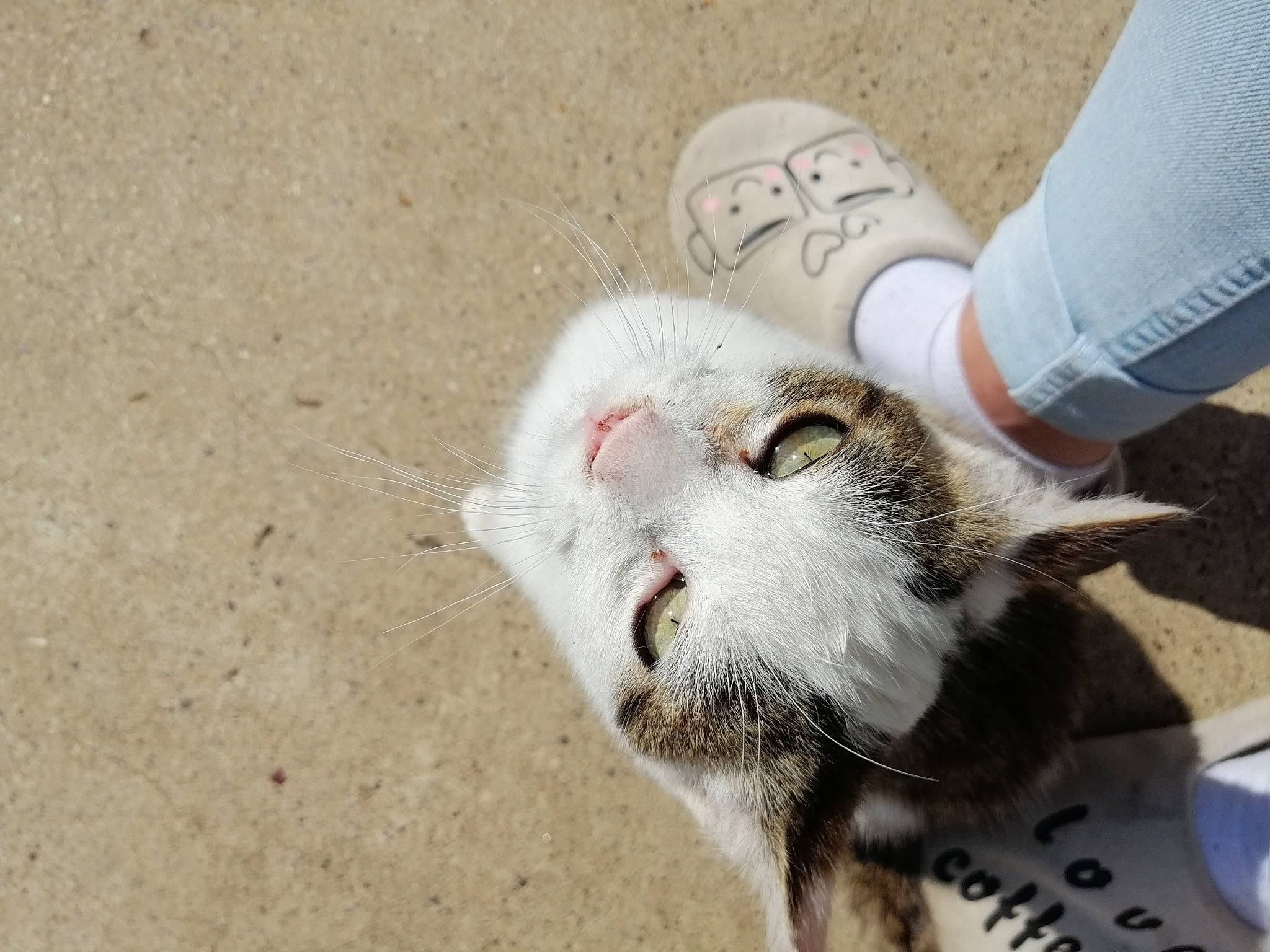 Whisky a rejoint le concours — aidez-le/la à gagner de superbes lots ! aegean_cat, carnivore, cat, claw, domestic_short_haired_cat, ear, european_shorthair, felidae, fur, kitten, leg, nose, paw, polydactyl_cat, sand, singapura, small_to_medium_sized_cats, snout, tabby_cat, whiskers