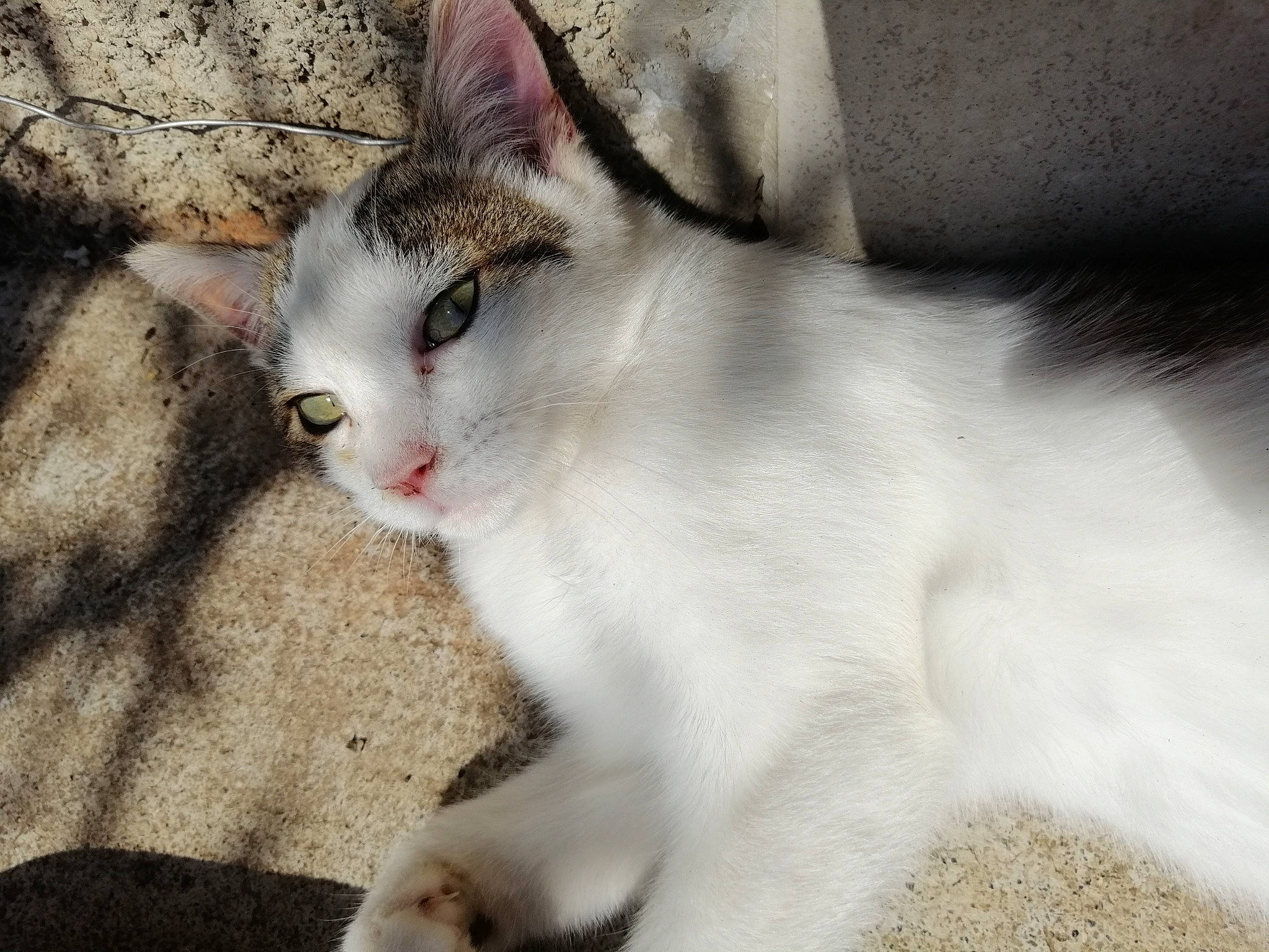 Whisky a rejoint le concours — aidez-le/la à gagner de superbes lots ! aegean_cat, american_wirehair, asian, burmilla, carnivore, cat, domestic_short_haired_cat, european_shorthair, eye, felidae, fur, kitten, mammal, polydactyl_cat, singapura, small_to_medium_sized_cats, snout, turkish_van, vertebrate, whiskers