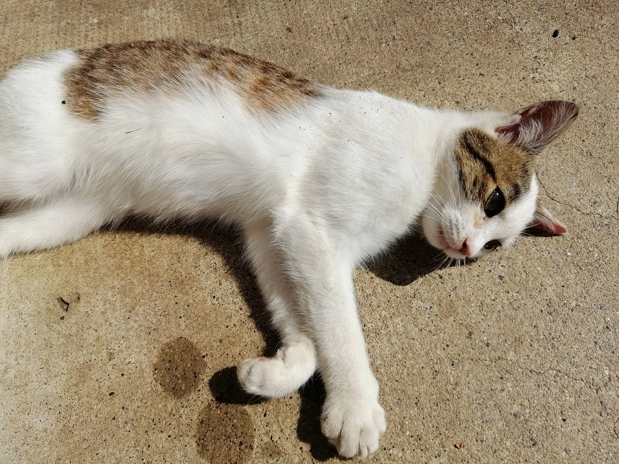 Whisky a rejoint le concours — aidez-le/la à gagner de superbes lots ! aegean_cat, carnivore, cat, domestic_short_haired_cat, european_shorthair, eye, facial_expression, felidae, fur, kitten, mammal, organ, paw, polydactyl_cat, sand, small_to_medium_sized_cats, tail, whiskers