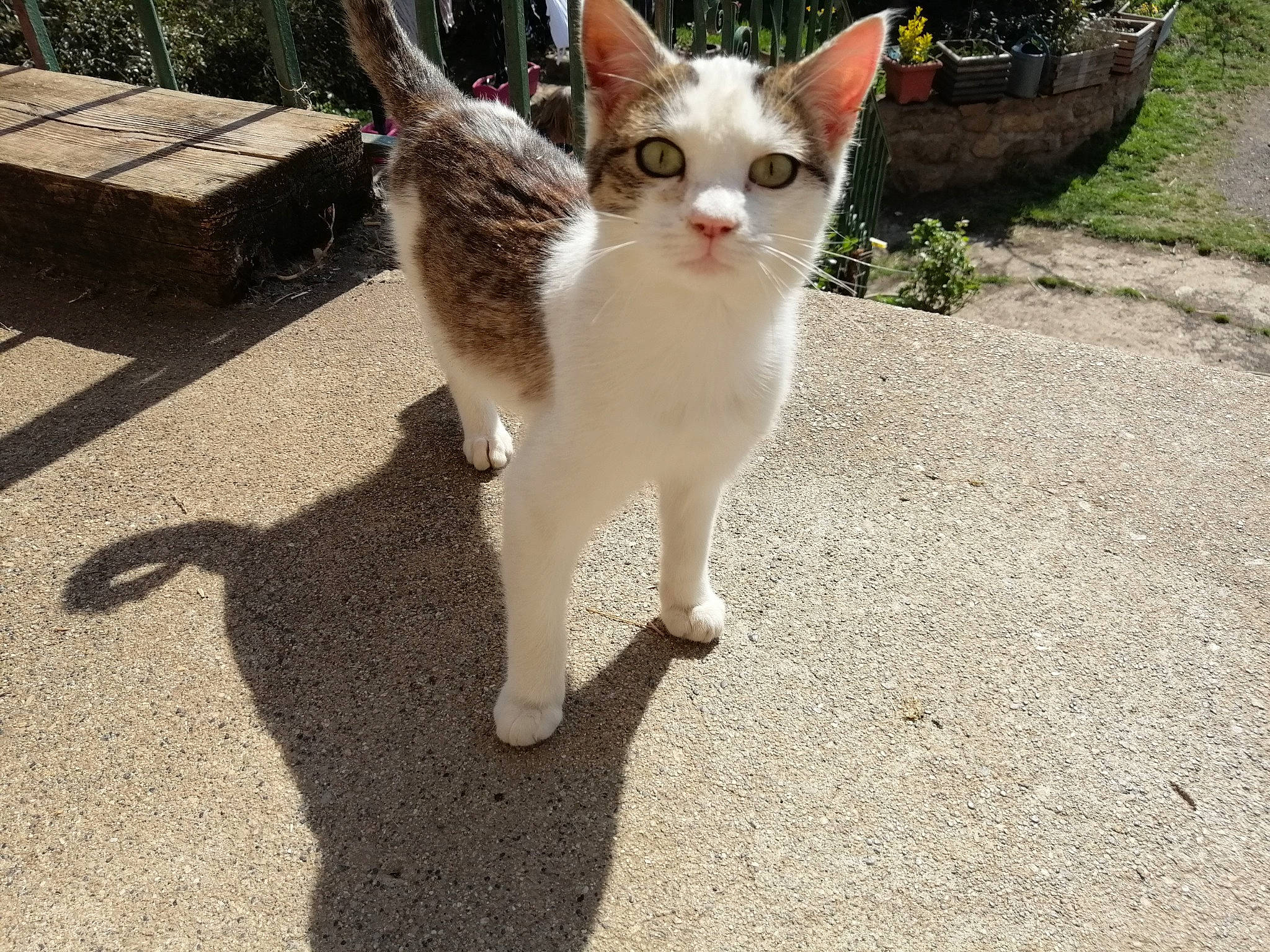 Whisky a rejoint le concours — aidez-le/la à gagner de superbes lots ! aegean_cat, american_wirehair, arabian_mau, carnivore, cat, domestic_short_haired_cat, european_shorthair, fawn, felidae, german_rex, kitten, mammal, ojos_azules, polydactyl_cat, small_to_medium_sized_cats, snapshot, tail, turkish_van, vertebrate, whiskers