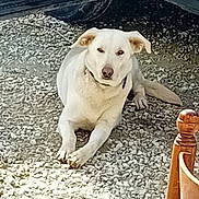 Sofia participe au concours pour gagner de l'argent avec cette photo : dog, white_dog, lying_down, gravel, outdoor, vehicle, wooden_chair, shadow, collar, pet, animal, resting, daylight, fur, ears, nose, paws, tail, quiet, calm
