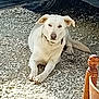 dog, white_dog, lying_down, gravel, outdoor, vehicle, wooden_chair, shadow, collar, pet, animal, resting, daylight, fur, ears, nose, paws, tail, quiet, calm
