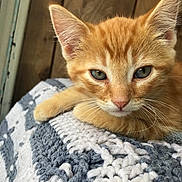 Pumpkin is registered to the contest to win money with this photo: kitten, cat, orange_cat, close_up, face, whiskers, ears, eyes, knitted_blanket, texture, cozy, wooden_background, indoor, pet, feline, resting, cute, fur, animal, young
