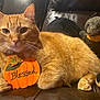 Pumpkin joined the competition — help win amazing prizes! cat, ginger_cat, pumpkin, sign, blessed, stuffed_bat, plush_toy, leather_couch, autumn, fall, cozy, pet, animal, indoor, resting, cute, orange, black, decor, holiday