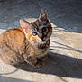 Vanessa is registered to the contest to win money with this photo: animal, cat, collar, curious, cute, domestic, ears, eyes, floor, fur, indoor, kitten, looking_up, pet, shadow, small, sunlight, tile, whiskers, young