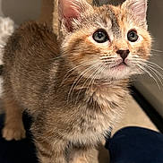 Vanessa joined the competition — help win amazing prizes! animal, cat, cozy, curious, cushion, cute, ears, eyes, feline, floor, fur, indoor, kitten, looking_up, pet, scratching_post, small, soft, whiskers, young