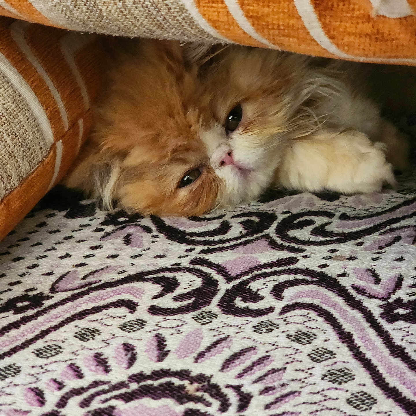 Basbosa joined the competition — help win amazing prizes! abyssinian, angora, animal, bed, bedroom, blanket, cat, couch, cushion, furniture, homedecor, indoors, kitten, linen, manx, pet, quilt, room, rug, siamese