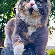 Frimousse participe au concours pour gagner de l'argent avec cette photo : cat, fluffy, outdoor, rock, green_eyes, nature, tree, sunlight, paw, feline, animal, pet, closeup, portrait, whiskers, fur, calm, daylight, mammal, colorful