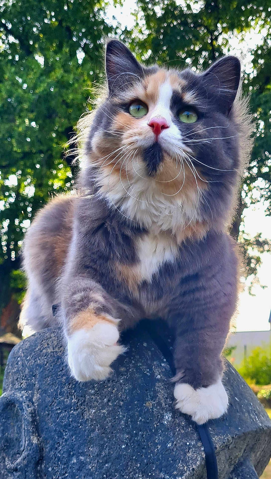 Frimousse