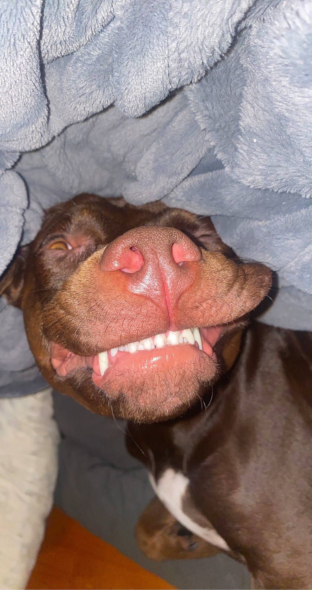 Maggie is registered to the contest to win money with this photo: canidae, carnivore, close_up, collar, companion_dog, dog, dog_breed, ear, fawn, flesh, fur, jaw, liver, non_sporting_group, snout, sporting_group, terrestrial_animal, whiskers, working_animal, wrinkle