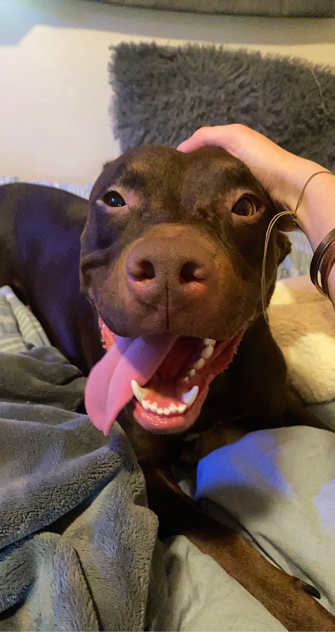 Maggie joined the competition — help win amazing prizes! canidae, carnivore, collar, companion_dog, dog, dog_breed, dog_collar, dog_supply, fang, fawn, fur, guard_dog, jaw, liver, retriever, snout, sporting_group, whiskers, working_animal, working_dog