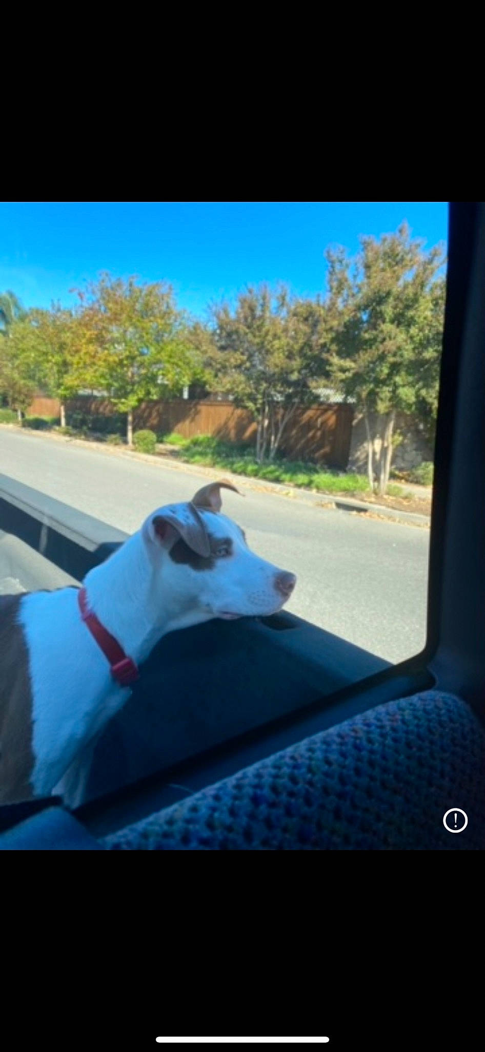 Kali joined the competition — help win amazing prizes! asphalt, automotive_exterior, azure, carnivore, comfort, companion_dog, dog, dog_breed, electric_blue, grass, leisure, plant, shade, sky, sunlight, tail, tints_and_shades, tree, vehicle_door, windshield