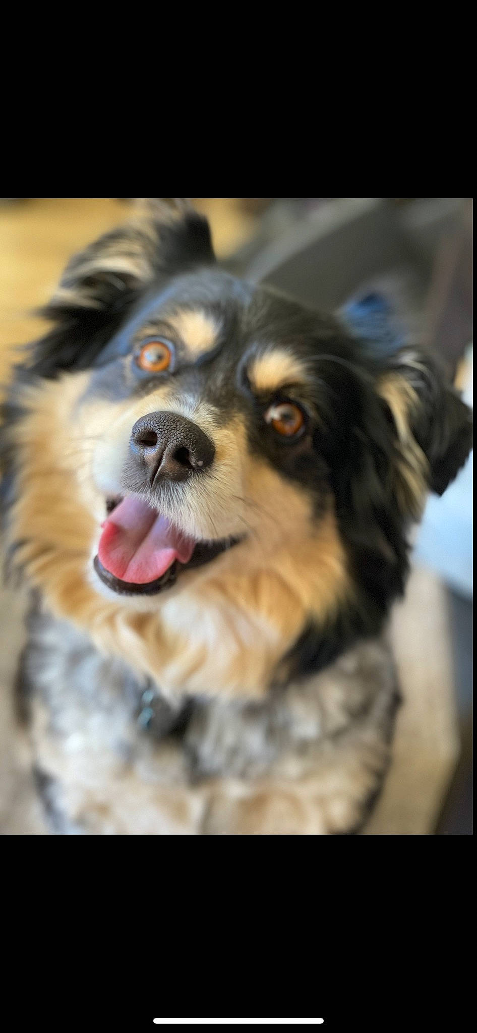 Thor is registered to the contest to win money with this photo: art, beauty, canidae, carnivore, close_up, companion_dog, dog, dog_breed, fur, snout, sporting_group, toy_dog, whiskers, working_dog