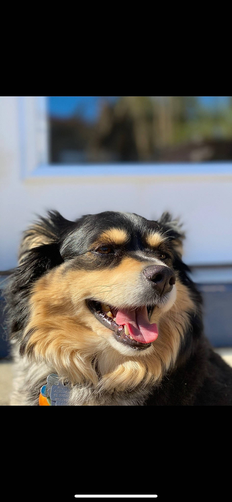 Thor joined the competition — help win amazing prizes! canidae, carnivore, companion_dog, dog, dog_breed, fur, happy, plant, sky, snout, sporting_group, terrestrial_animal, whiskers, working_dog