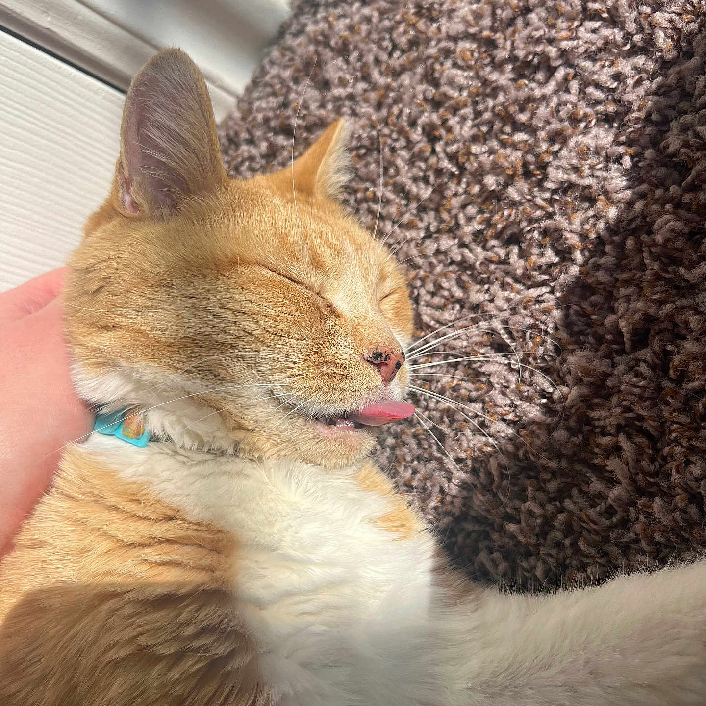 Croissant joined the competition — help win amazing prizes! carpet, cat, close_up, cozy, domestic_cat, ear, feline, fur, hand, indoor, nose, orange_cat, paw, pet, relaxed, sleeping, sunlight, tongue_out, whiskers, white_fur