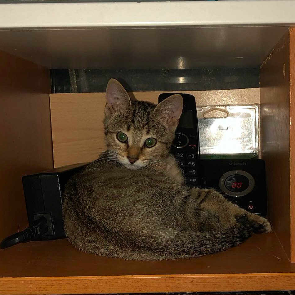 Nala participe au concours pour gagner de l'argent avec cette photo : abyssinian, animal, bookcase, box, cat, closet, computerhardware, crate, cupboard, drawer, electronics, furniture, hardwood, kitten, pet, plywood, shelf, speaker, stainedwood, wood