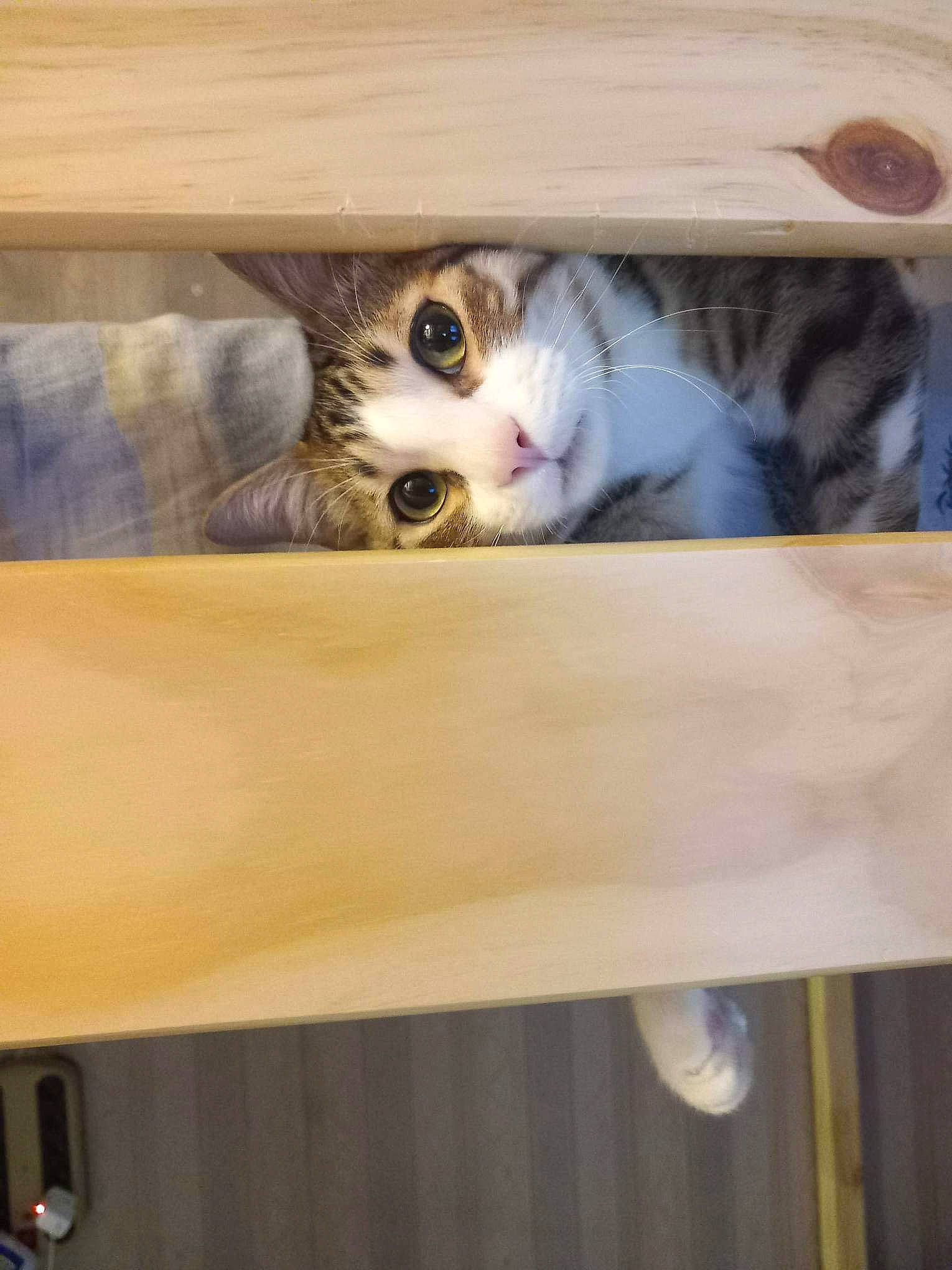 Stitch participe au concours pour gagner de l'argent avec cette photo : cardboard, carnivore, cat, cat_supply, comfort, domestic_short_haired_cat, eye, fawn, felidae, fur, hardwood, paw, pet_supply, photo_caption, shelf, small_to_medium_sized_cats, snout, tail, whiskers, wood