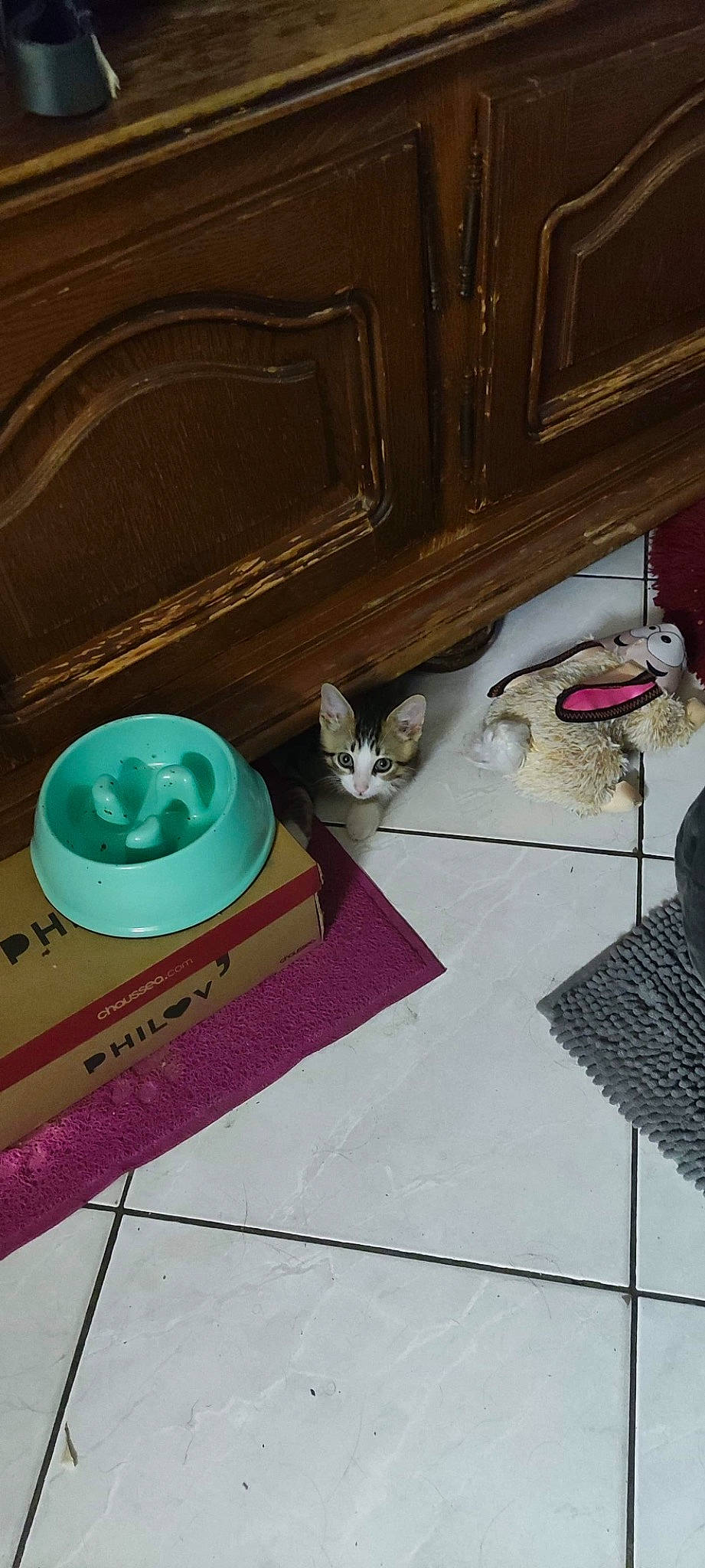 Stitch participe au concours pour gagner de l'argent avec cette photo : cat, circle, cup, dishware, fashion_accessory, fedora, felidae, flooring, font, hardwood, hat, rectangle, room, saucer, serveware, shelf, small_to_medium_sized_cats, table, tableware, wood