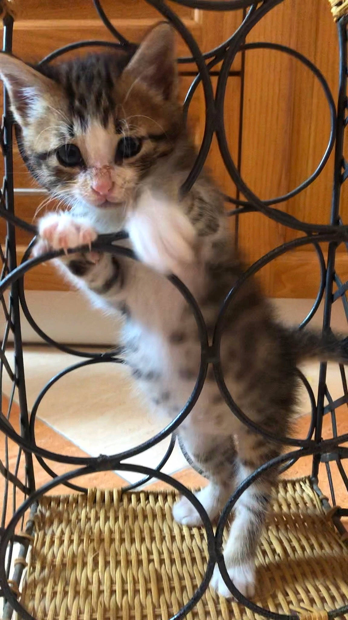 Stitch participe au concours pour gagner de l'argent avec cette photo : animal_shelter, audio_equipment, cage, carnivore, cat, claw, domestic_short_haired_cat, fawn, felidae, fur, mesh, metal, paw, pet_supply, small_to_medium_sized_cats, tail, twig, whiskers, wire, wood