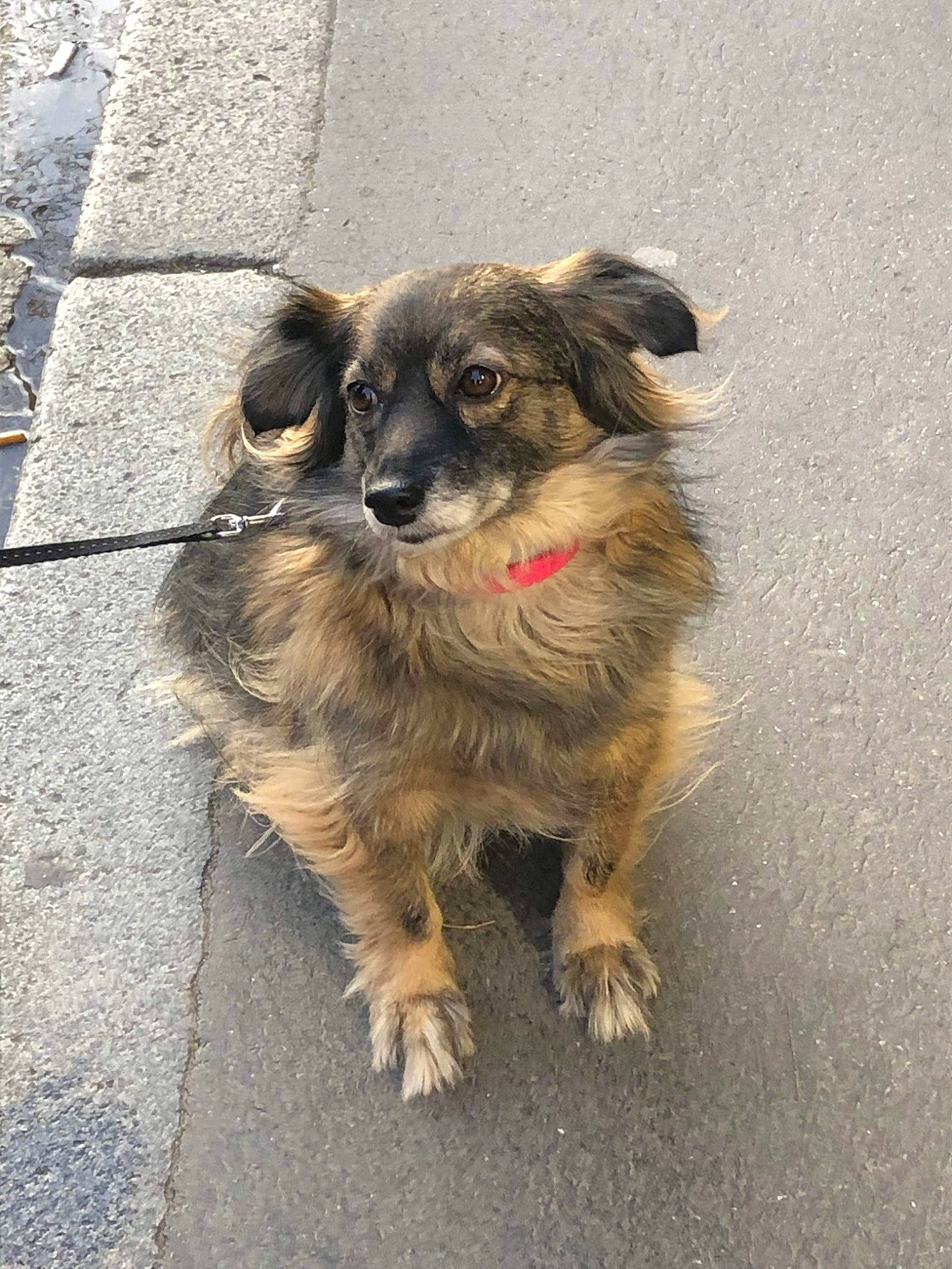 Ela participe au concours pour gagner de l'argent avec cette photo : ancient_dog_breeds, art, canidae, carnivore, companion_dog, dog, dog_breed, fawn, fur, road_surface, soil, sporting_group, street_dog, terrestrial_animal, whiskers, working_animal, working_dog, working_terrier