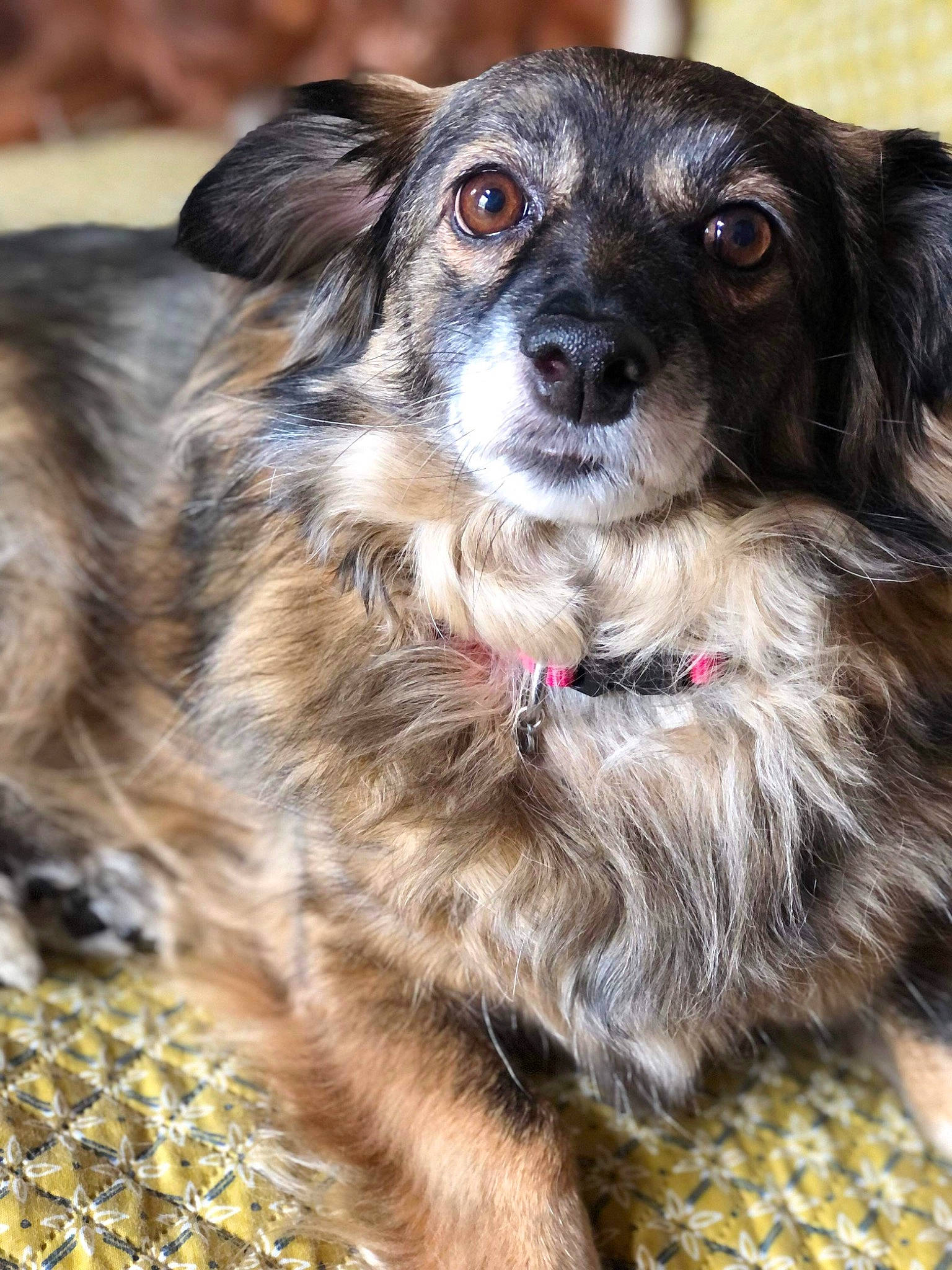 Ela a rejoint le concours — aidez-le/la à gagner de superbes lots ! canidae, carnivore, chihuahua, collar, companion_dog, dog, dog_breed, dog_collar, dog_supply, fashion_accessory, fawn, firefighter, fur, liver, snout, sporting_group, terrestrial_animal, toy_dog, whiskers, working_animal