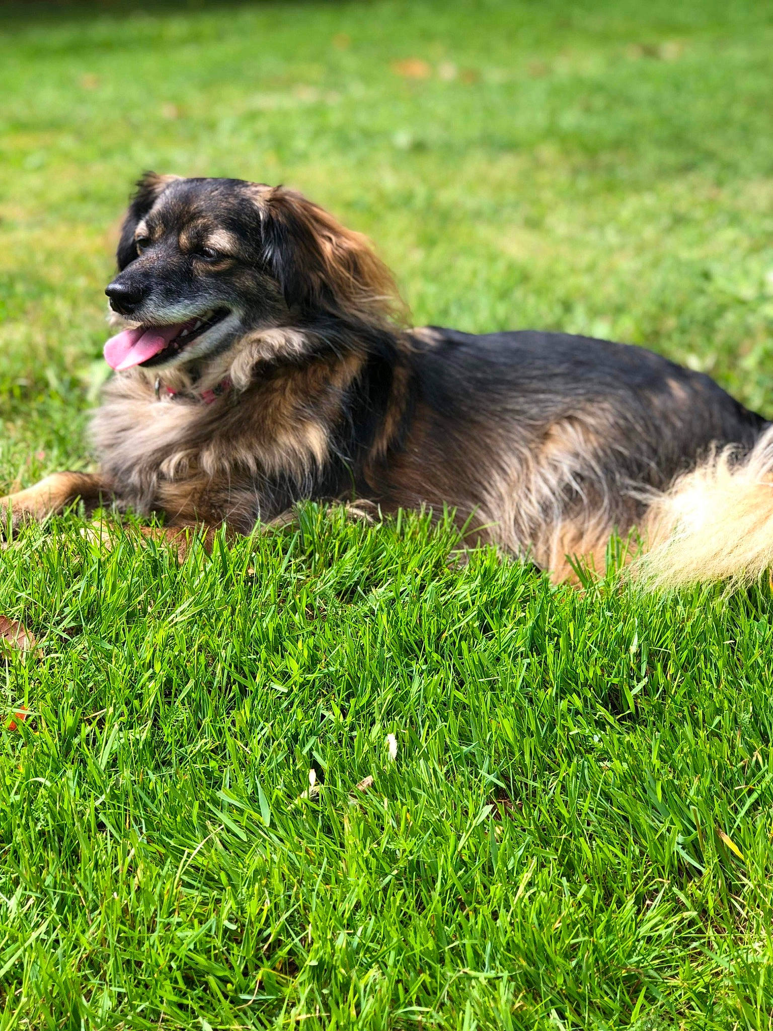 Ela a rejoint le concours — aidez-le/la à gagner de superbes lots ! canidae, carnivore, companion_dog, dog, dog_breed, fawn, fur, grass, grassland, liver, plant, puppy, snout, sporting_group, terrestrial_animal, wildlife, working_animal, working_dog