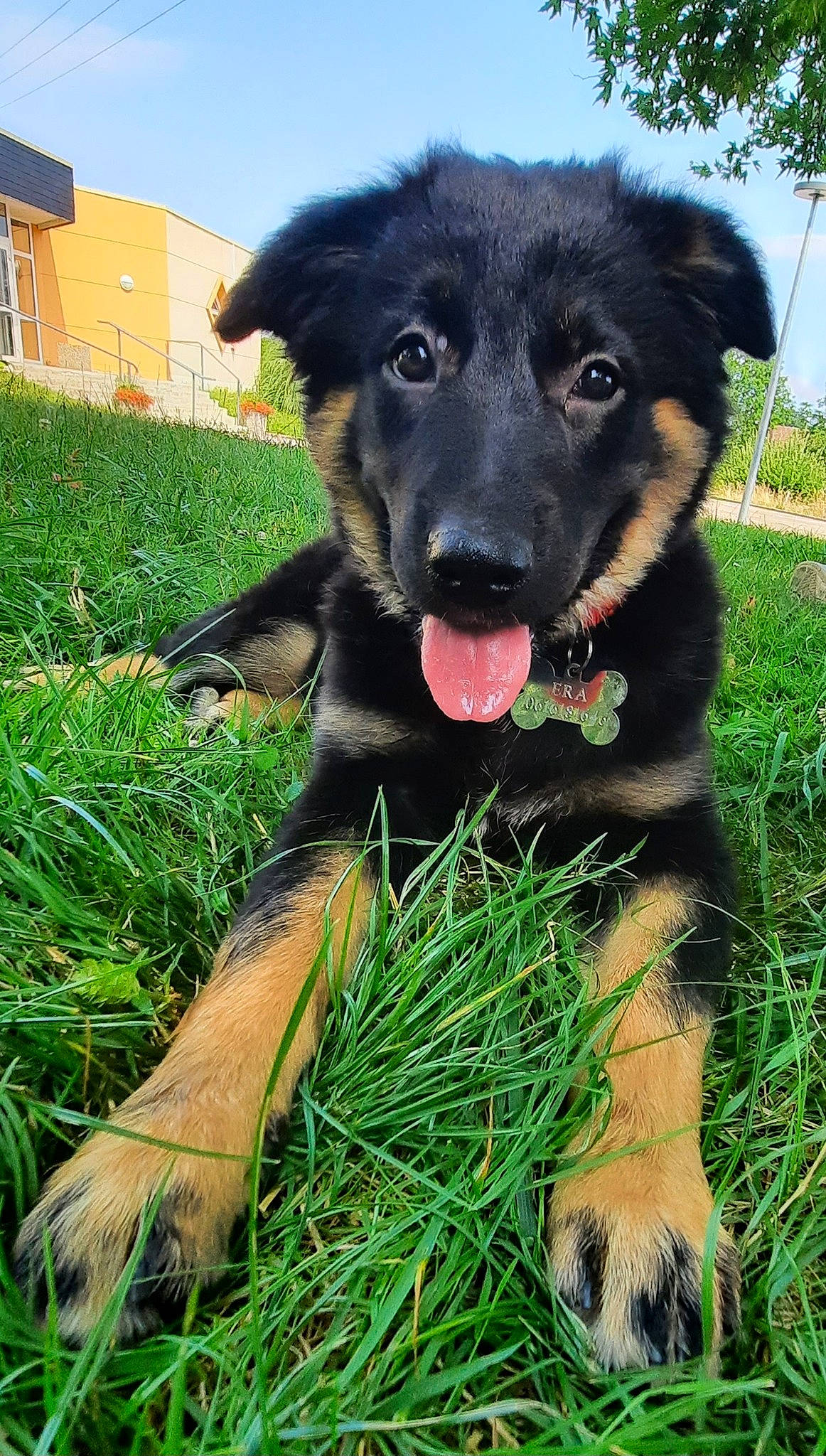 Era a rejoint le concours — aidez-le/la à gagner de superbes lots ! borador, building, canidae, carnivore, collar, companion_dog, dog, dog_breed, dog_collar, grass, grassland, guard_dog, plant, sky, snout, tail, tree, window, working_animal, working_dog