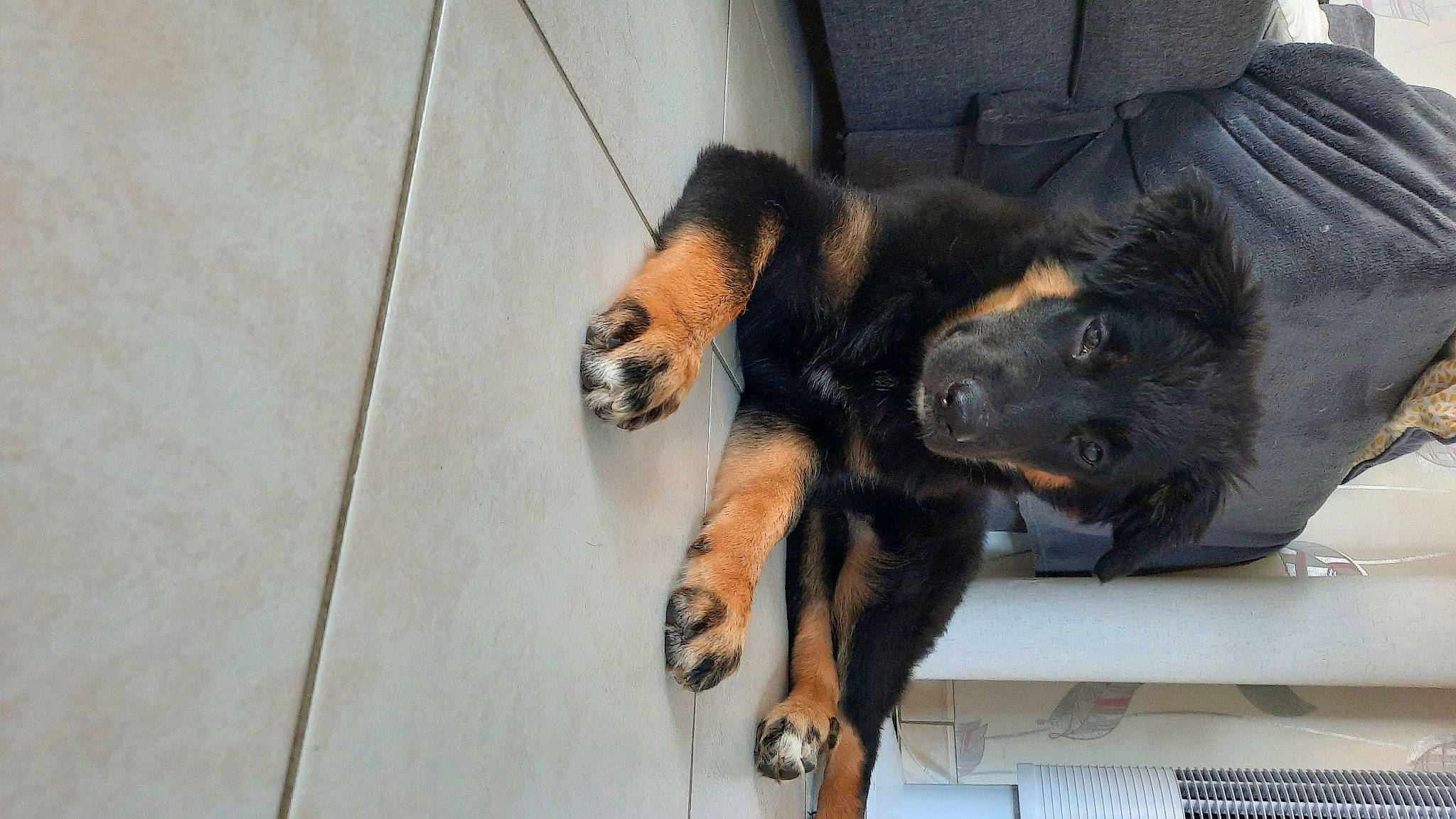 Era participe au concours pour gagner de l'argent avec cette photo : canidae, carnivore, comfort, companion_dog, dog, dog_breed, fawn, foot, fur, guard_dog, paw, rottweiler, snout, sporting_group, tail, terrestrial_animal, working_animal, working_dog