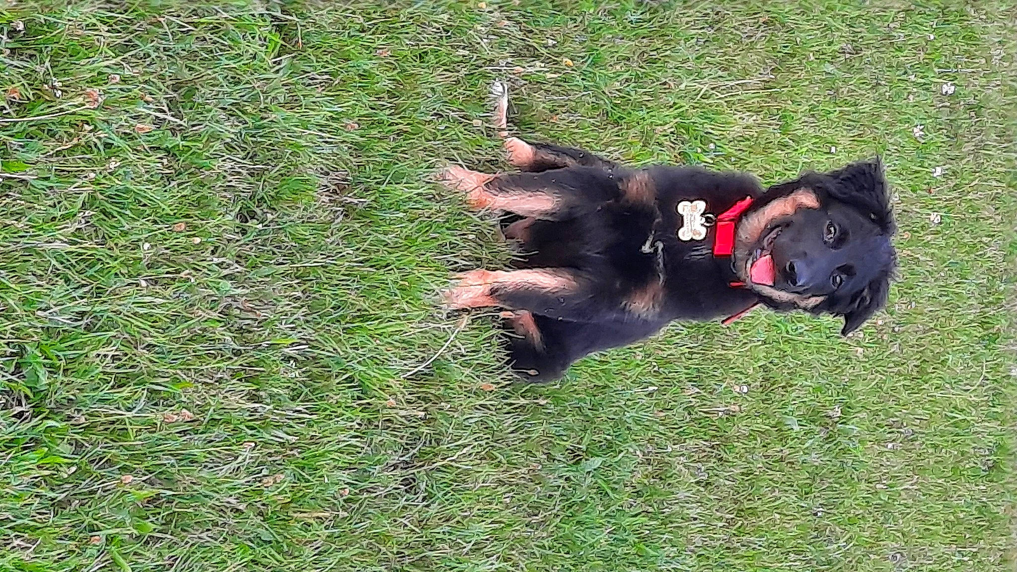 Era participe au concours pour gagner de l'argent avec cette photo : canidae, carnivore, companion_dog, dog, dog_breed, dog_supply, east_european_shepherd, german_shepherd_dog, grass, grassland, groundcover, guard_dog, herding_dog, king_shepherd, old_german_shepherd_dog, plant, sporting_group, tail, working_animal, working_dog