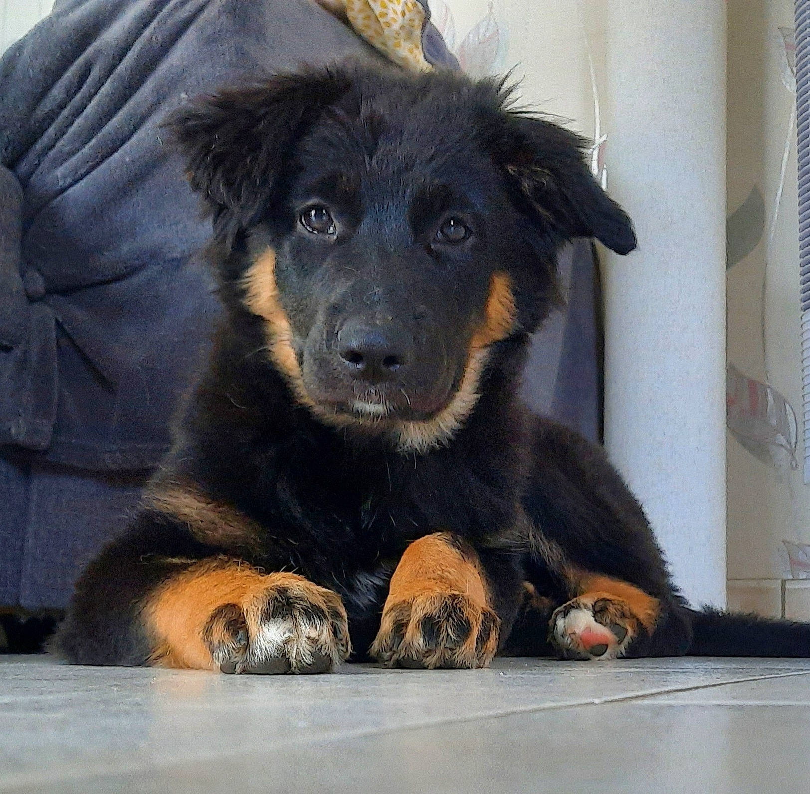 Era participe au concours pour gagner de l'argent avec cette photo : canidae, carnivore, companion_dog, dog, dog_breed, fur, guard_dog, paw, rottweiler, snout, sporting_group, terrestrial_animal, working_animal, working_dog