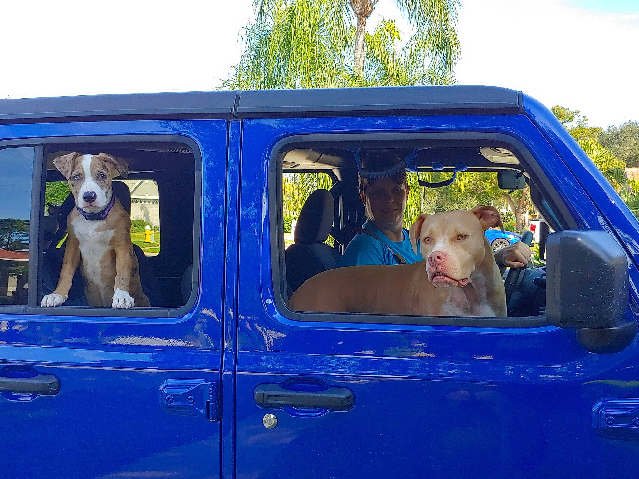 Blue joined the competition — help win amazing prizes! automotive_exterior, automotive_window_part, canidae, car, dog, motor_vehicle, vehicle, vehicle_door, window