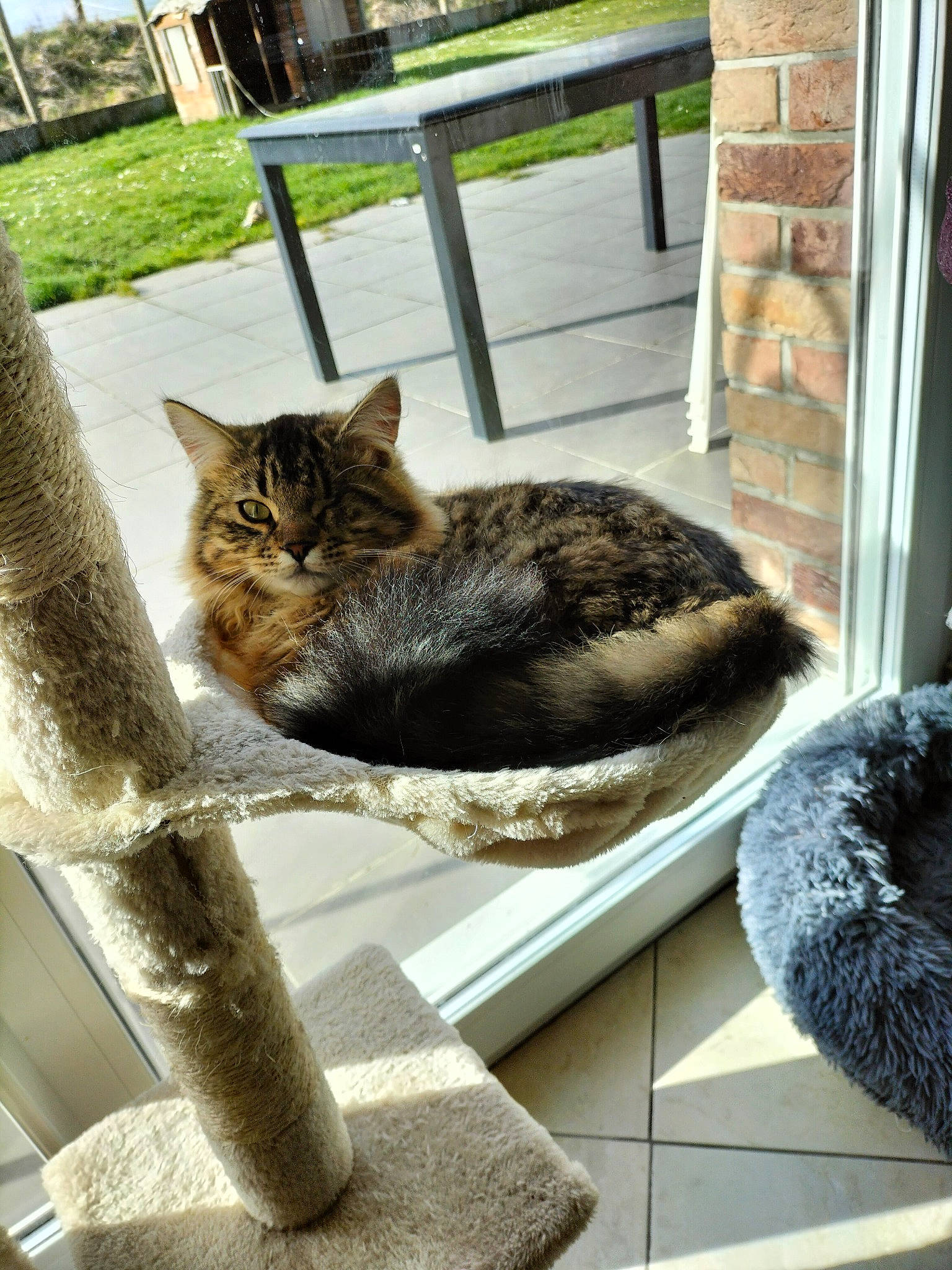 Napo a rejoint le concours — aidez-le/la à gagner de superbes lots ! carnivore, cat, comfort, domestic_short_haired_cat, felidae, fur, grass, grey, mammal, plant, sitting, small_to_medium_sized_cats, snout, table, tail, terrestrial_animal, tree, whiskers, window, wood