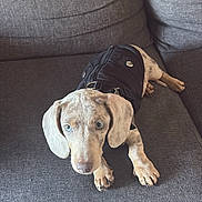 Rooky participe au concours pour gagner de l'argent avec cette photo : puppy, dog, couch, black_jacket, light_fur, blue_eyes, pet, indoor, furniture, canine, animal, cute, young_dog, sitting, looking_up, ears, paws, nose, tile_floor, relaxed