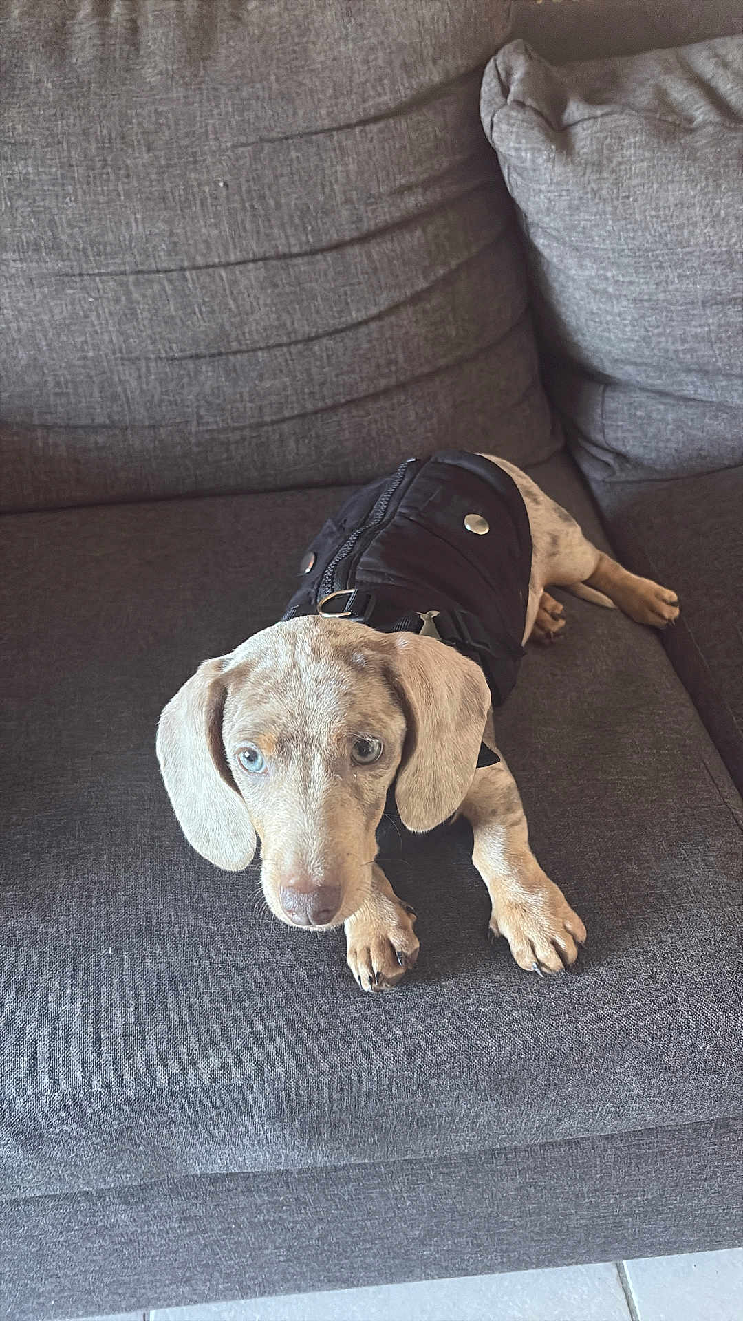 Rooky participe au concours pour gagner de l'argent avec cette photo : puppy, dog, couch, black_jacket, light_fur, blue_eyes, pet, indoor, furniture, canine, animal, cute, young_dog, sitting, looking_up, ears, paws, nose, tile_floor, relaxed