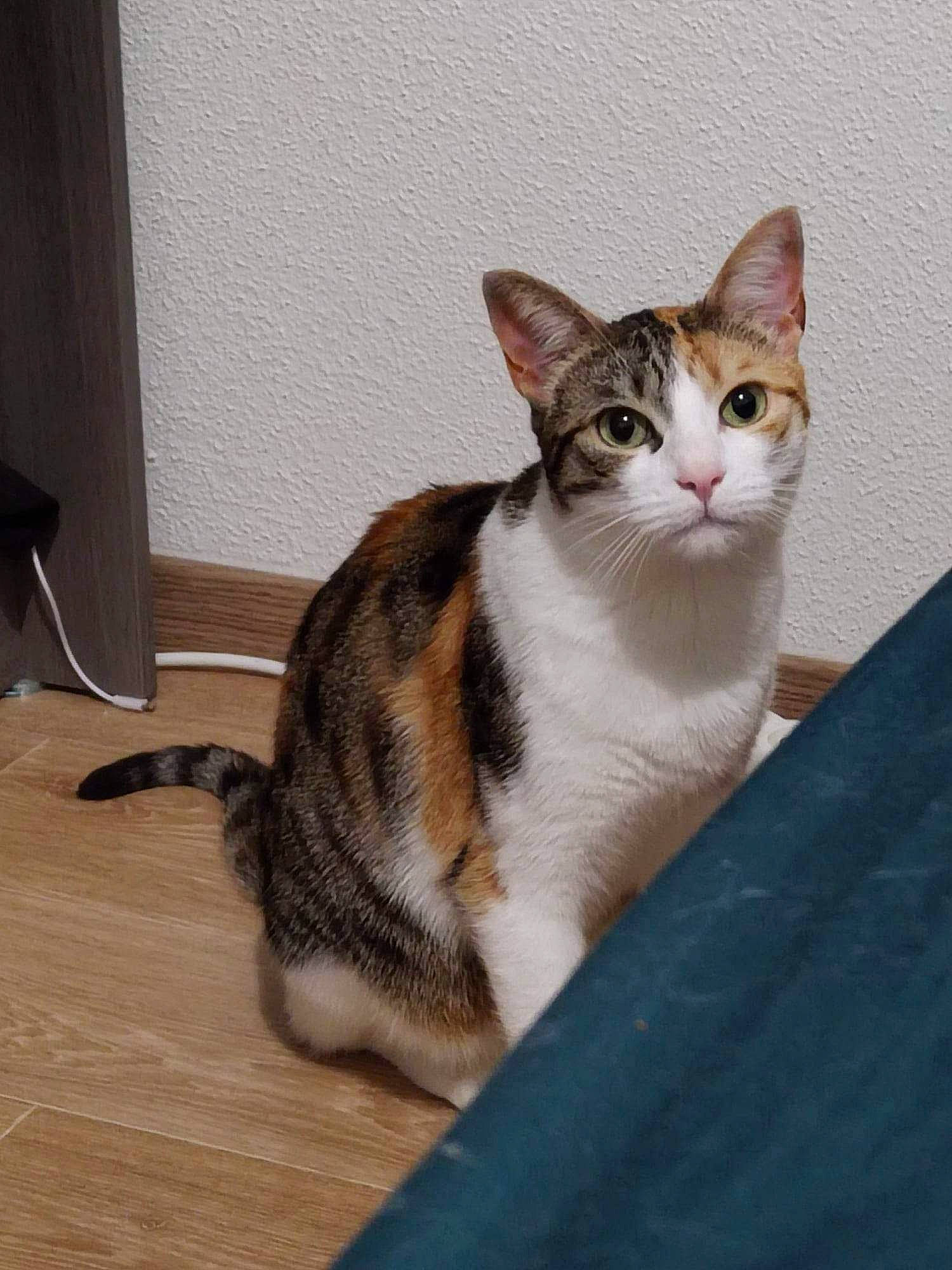 Ripley participe au concours pour gagner de l'argent avec cette photo : carnivore, cat, domestic_short_haired_cat, felidae, flooring, fur, hardwood, laminate_flooring, paw, sitting, small_to_medium_sized_cats, tail, terrestrial_animal, varnish, whiskers, wood, wood_flooring