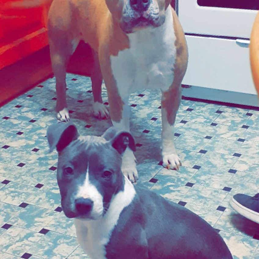 Opiumetblue participe au concours pour gagner de l'argent avec cette photo : animal, architecture, bostonbull, boxer, building, bulldog, canine, clothing, dog, footwear, hound, indoors, outdoors, person, pet, pitbull, plant, puppy, shelter, shoe