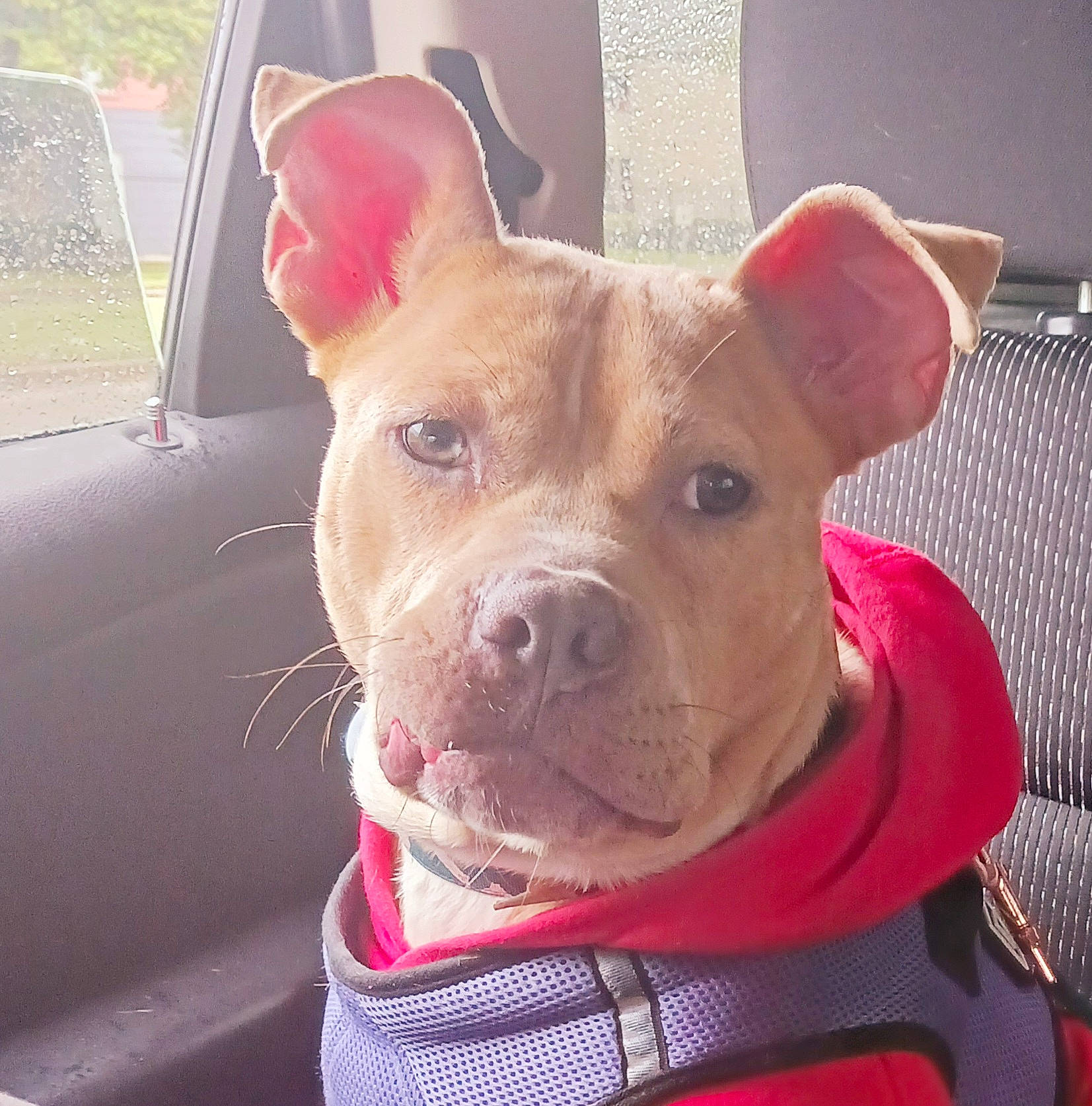 Juice is registered to the contest to win money with this photo: canidae, carnivore, collar, companion_dog, dog, dog_breed, dog_supply, door, ear, fawn, fur, jaw, liver, pink, snout, sporting_group, suidae, whiskers, windshield, working_animal