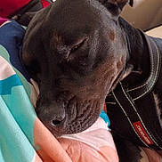 Lala is registered to the contest to win money with this photo: animal, black_dog, blanket, calm, canine, close_up, collar, comfort, cozy, cute, dog, ear, fur, indoor, pet, quiet, relaxation, resting, sleeping, snout