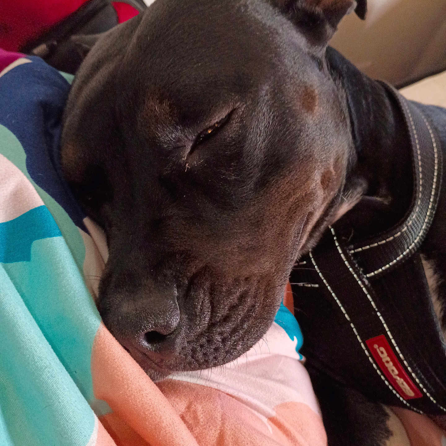 Lala is registered to the contest to win money with this photo: animal, black_dog, blanket, calm, canine, close_up, collar, comfort, cozy, cute, dog, ear, fur, indoor, pet, quiet, relaxation, resting, sleeping, snout