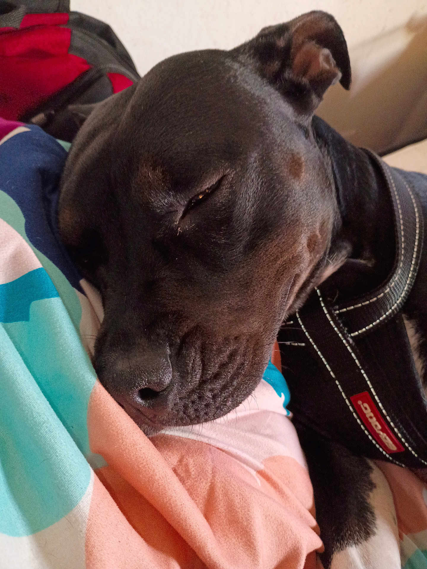 Lala is registered to the contest to win money with this photo: animal, black_dog, blanket, calm, canine, close_up, collar, comfort, cozy, cute, dog, ear, fur, indoor, pet, quiet, relaxation, resting, sleeping, snout