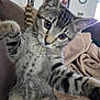 animal, blanket, cat, closeup, couch, cozy, curious, cute, feline, fur, home, indoor, kitten, paw, pet, playful, portrait, tabby, whiskers, young