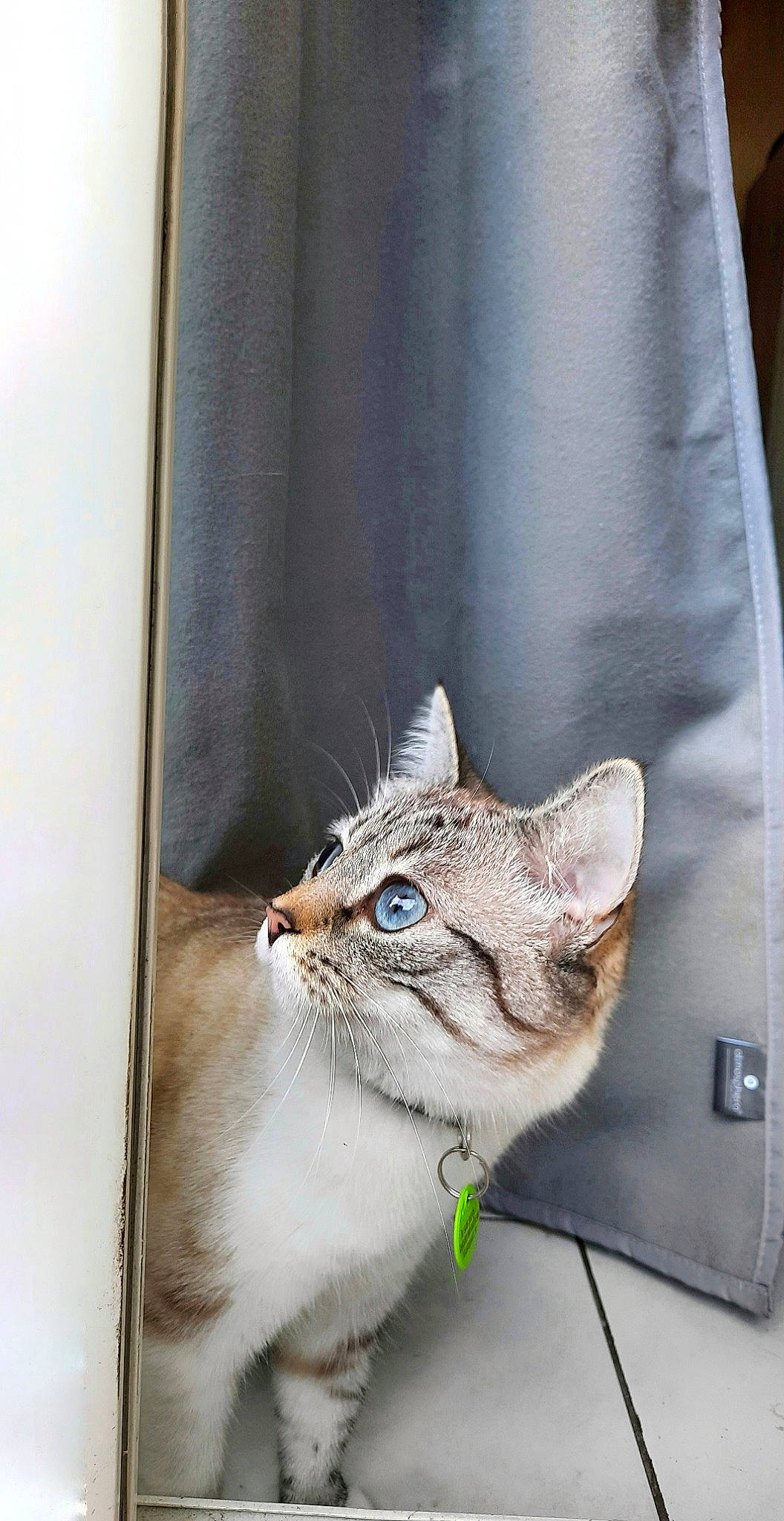 Yami a rejoint le concours — aidez-le/la à gagner de superbes lots ! bag, carnivore, cat, curtain, domestic_short_haired_cat, fashion_accessory, fawn, felidae, fur, grey, house, linens, sleeve, small_to_medium_sized_cats, snout, tail, textile, whiskers, window, wood